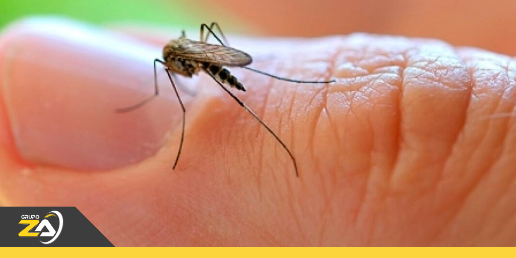 prevenir infestação de insetos