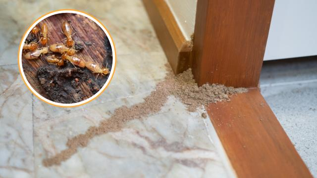 Infestação de Pragas Urbanas: Perigos do Verão