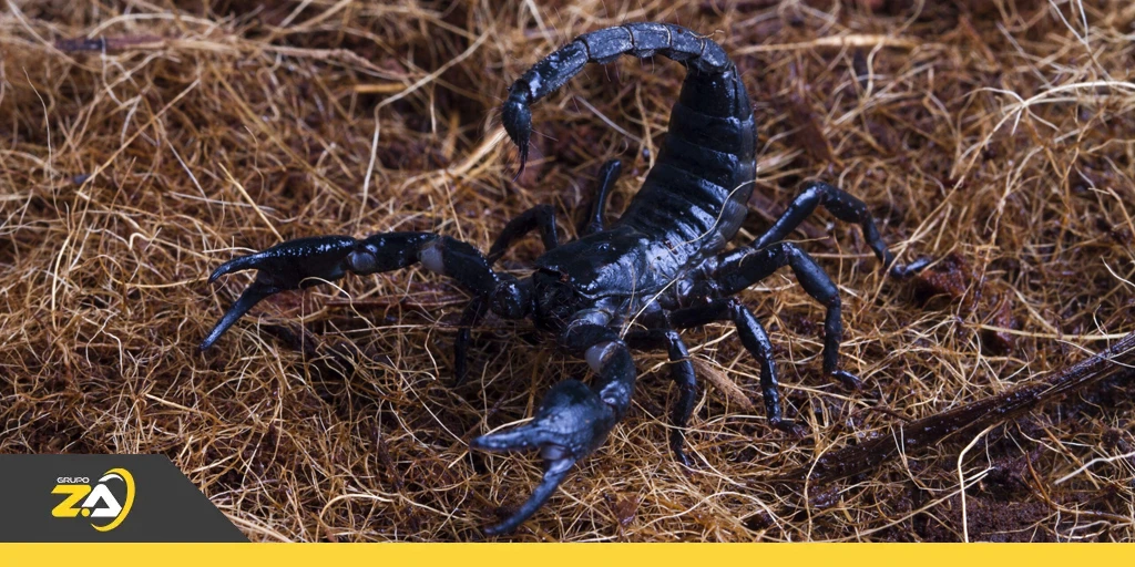 Aumento de casos de escorpiões e pragas urbanas