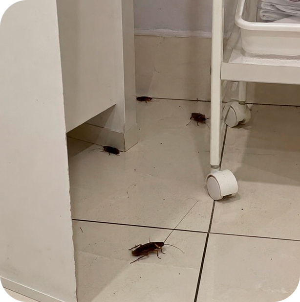 Dedetizadora em SP especializada em Clínica de Estética