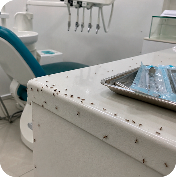 Dedetizadora em SP especializada em Consultório Odontológico